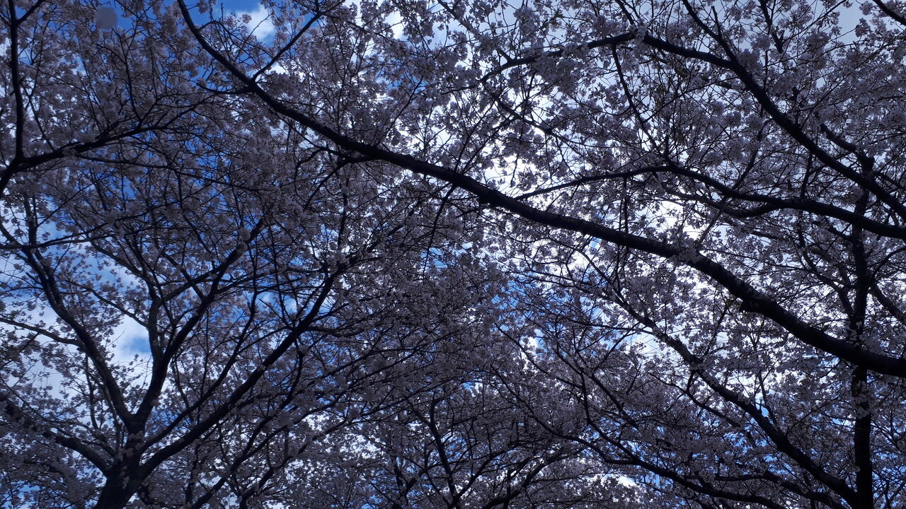花見ドライブ 久世トンネル桜 C Tomのblog 花見ドライブ 久世トンネル桜 C Tomのblog