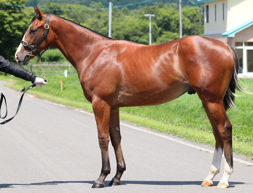 備忘録 セレクションセール と サマーセール でノルマンディーファームが落札した2頭 15頭 17頭の確認作業 年8月 馬券購入 もう お腹いっぱいです 競走馬出資 備忘録 セレクションセール と サマーセール でノルマンディーファームが落札した2頭 15頭 17頭の確認作業 年8月 馬券購入 もう お腹いっぱいです 競走馬出資