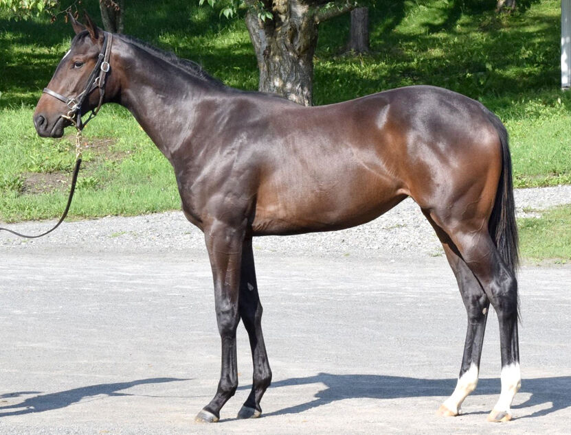 備忘録 セレクションセール と サマーセール でノルマンディーファームが落札した2頭 15頭 17頭の確認作業 年8月 馬券購入 もう お腹いっぱいです 競走馬出資 備忘録 セレクションセール と サマーセール でノルマンディーファームが落札した2頭 15頭 17頭の確認作業 年8月 馬券購入 もう お腹いっぱいです 競走馬出資