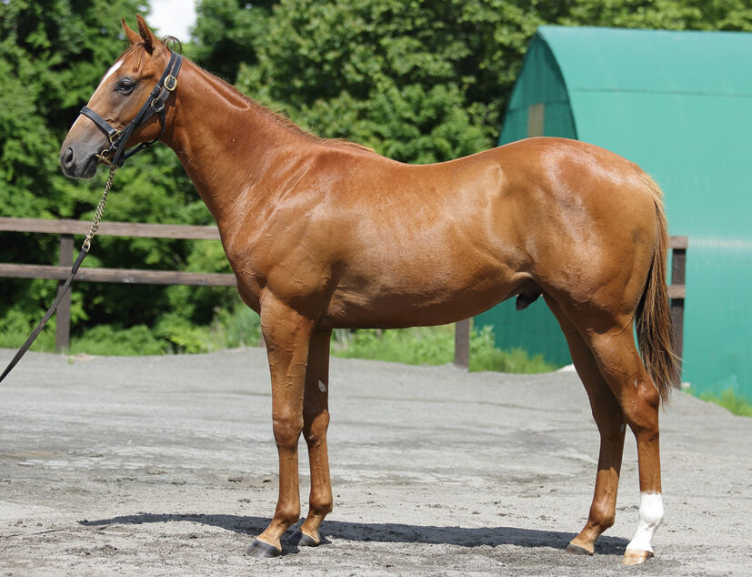 備忘録 セレクションセール と サマーセール でノルマンディーファームが落札した2頭 15頭 17頭の確認作業 年8月 馬券購入 もう お腹いっぱいです 競走馬出資 備忘録 セレクションセール と サマーセール でノルマンディーファームが落札した2頭 15頭 17頭の確認作業 年8月 馬券購入 もう お腹いっぱいです 競走馬出資