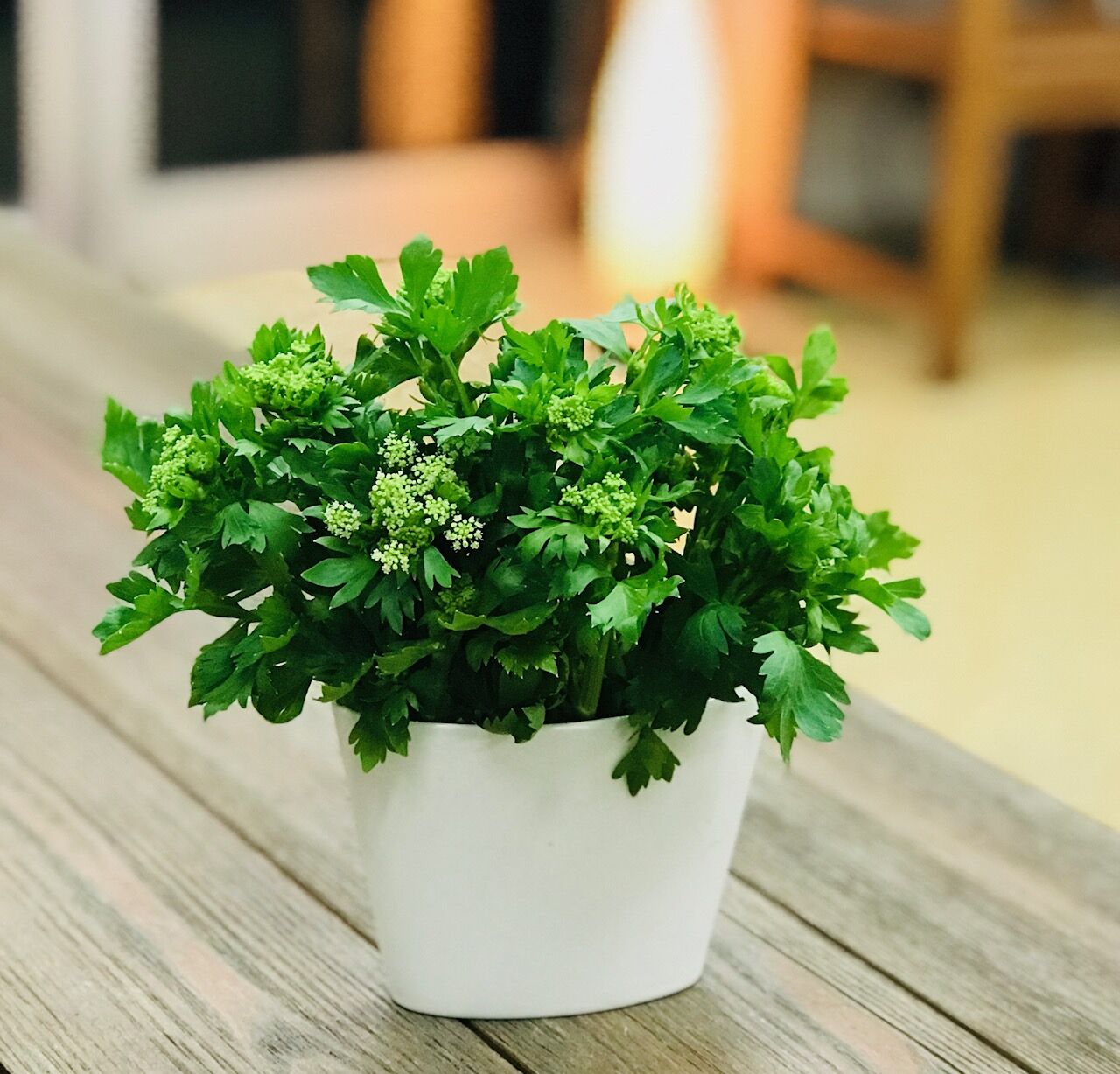 セロリの花が咲きました もうすぐgwですね うちださけのかい