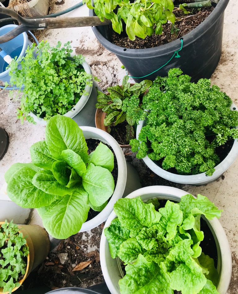 うちださけのかい