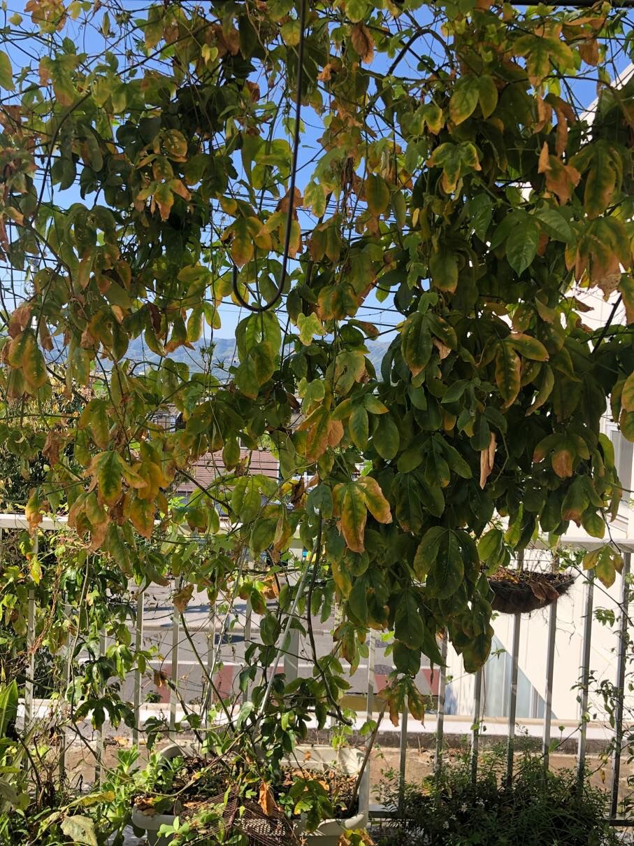 パッションフルーツ 緑のカーテンに うちださけのかい