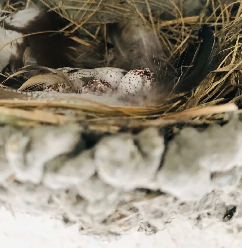 22 ツバメ観察日記 うちださけのかい