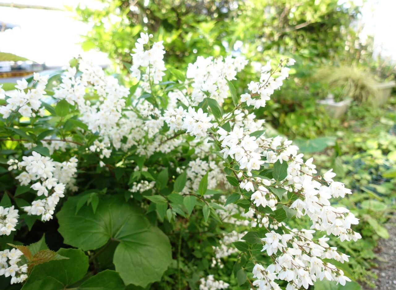 卯の花の匂う ソラチ匂う うちださけのかい