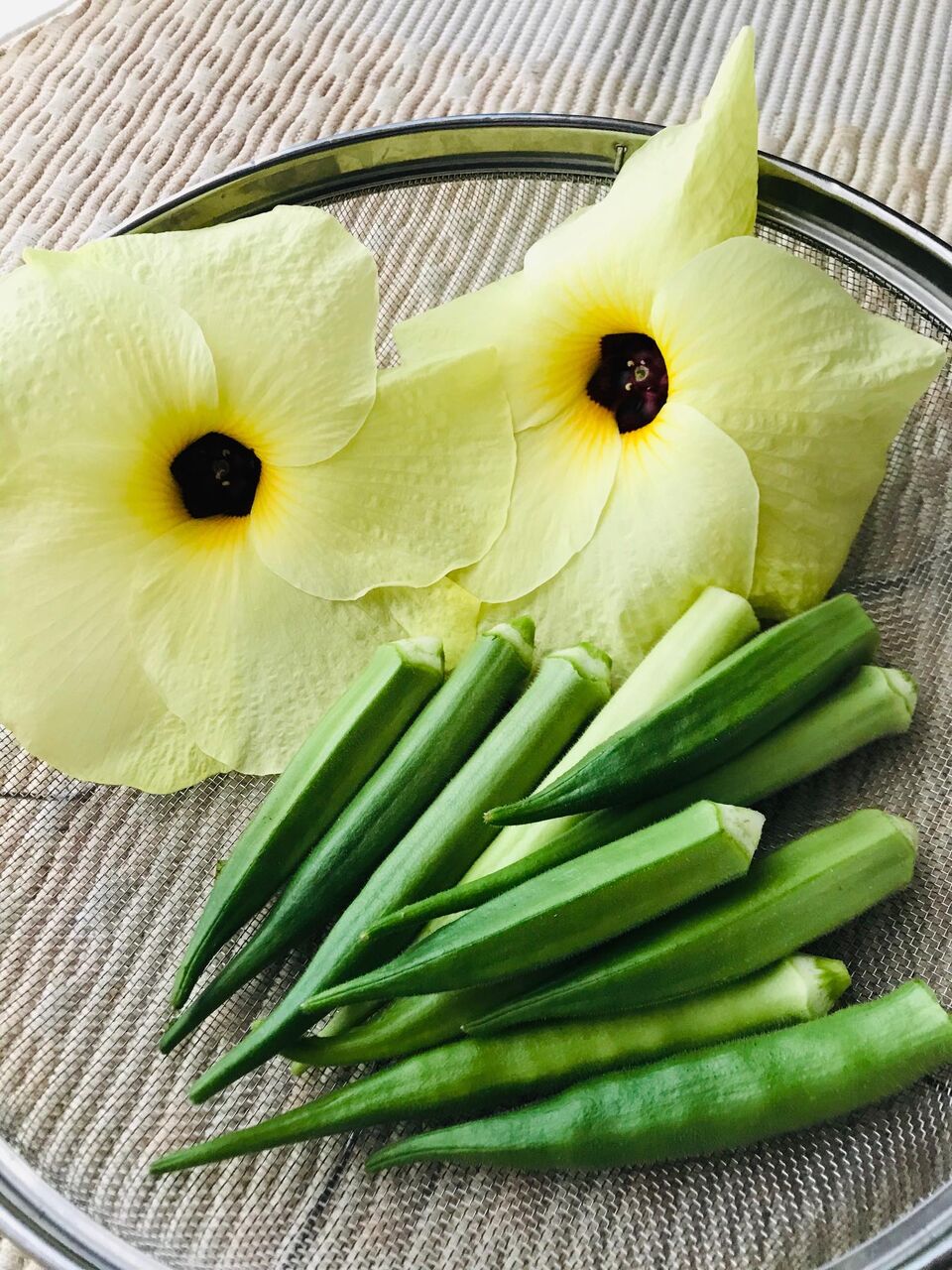 花オクラ うちださけのかい 花オクラ うちださけのかい