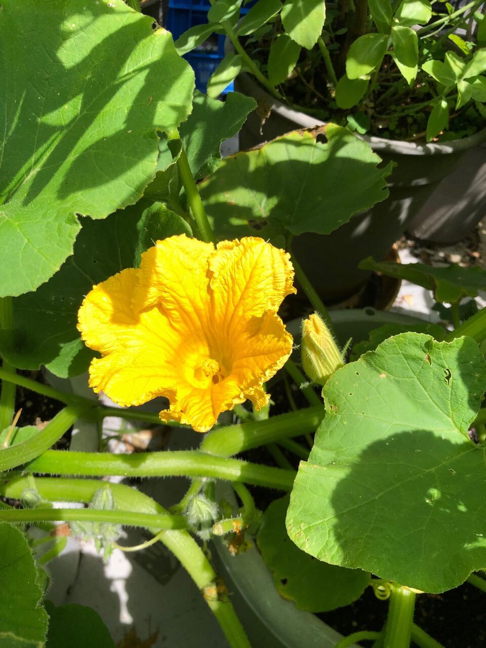 ベランダ菜園 かぼちゃの花 うちださけのかい