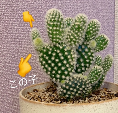 64095B4F-DA3B-4EB9-88D2-52A046461CF6