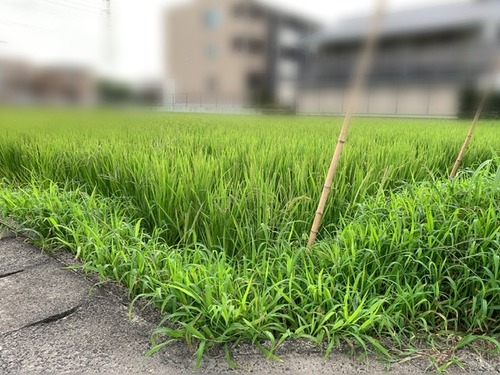 73CCCC73-E470-4E54-AEF6-85CF8A508776