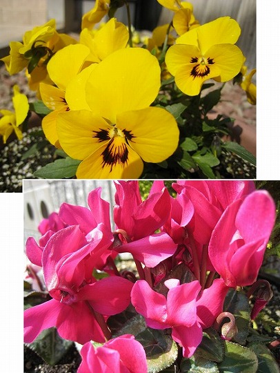 玄関3月27日