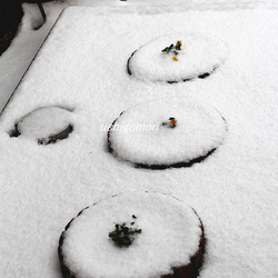 丸花壇雪