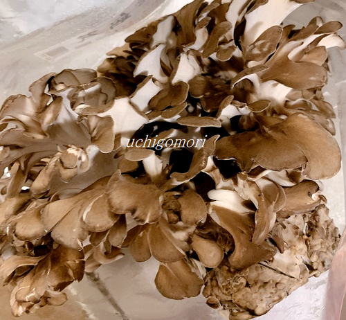 ０４１８舞茸２