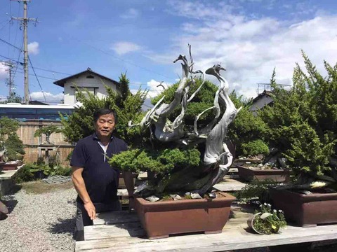 真柏盆栽・天下の名樹『風神・雷神』 : 雨竹 盆栽 水石 便り