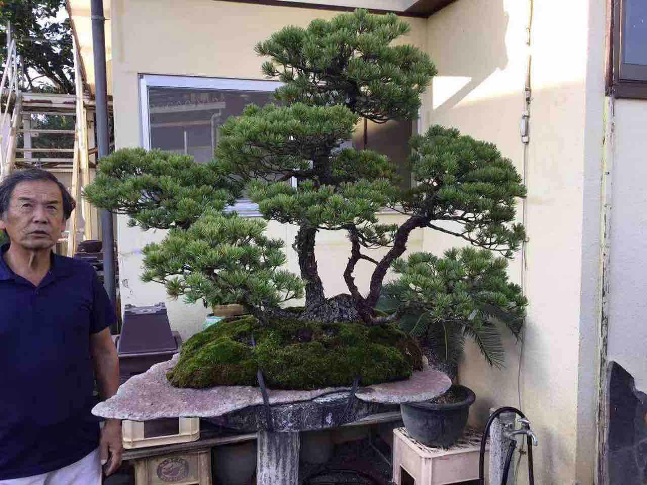 タ*ズ様 週末オークション　根上がり葉性抜群 五葉松盆栽！ タ*ズ様 週末オークション 根上がり葉性抜群 五葉松盆栽！