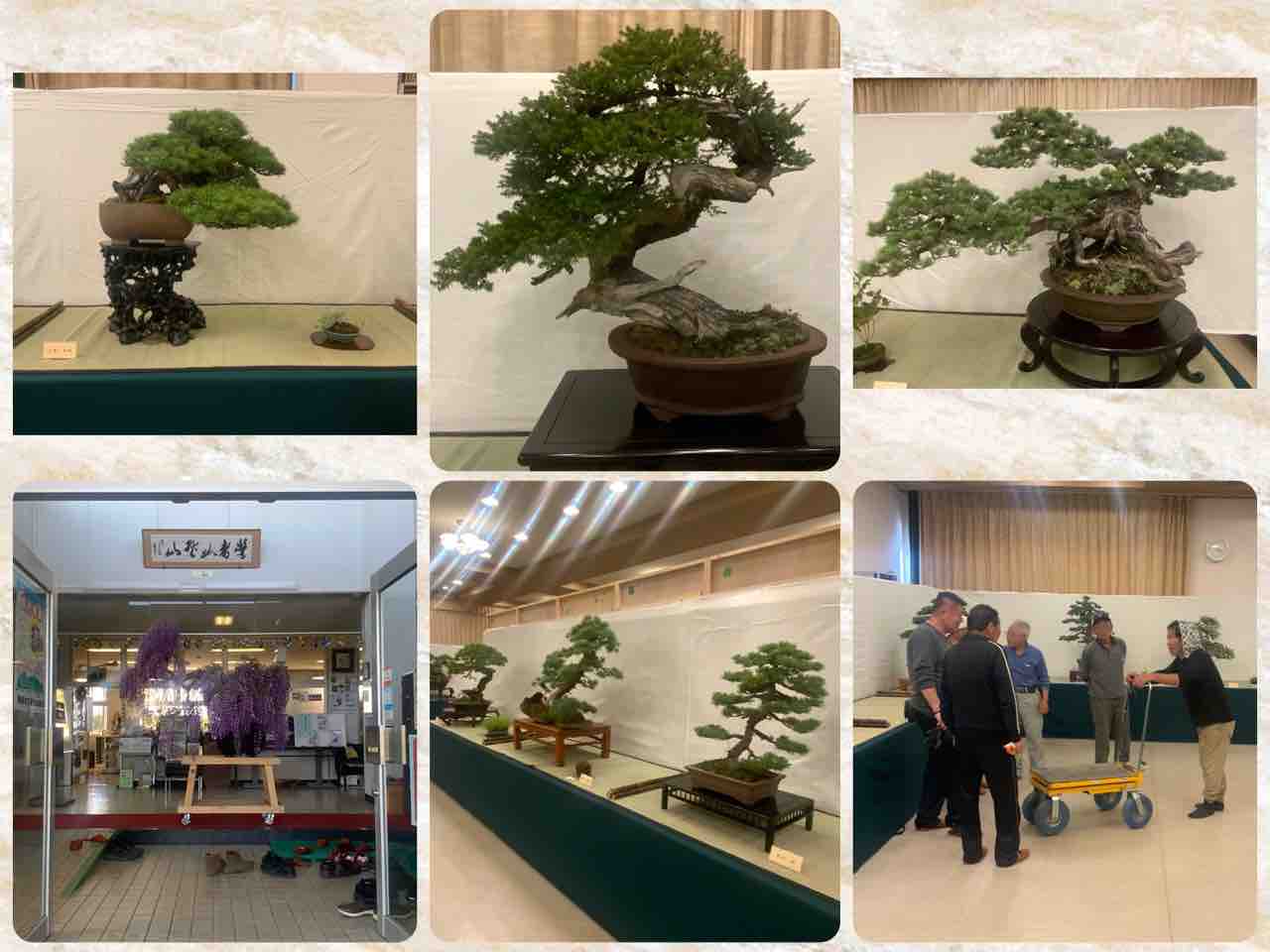 吾妻支部盆栽展！地方の展示会を支える愛好家とプロの協同作業