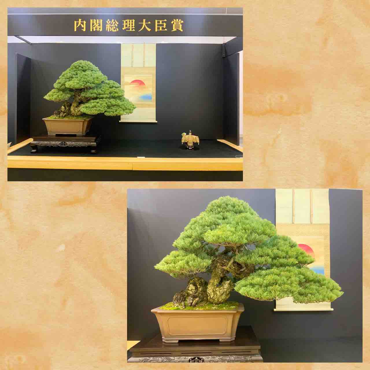 第41回 日本盆栽大観展!開幕 : 雨竹 盆栽 水石 便り 第41回 日本盆栽大観展!開幕 : 雨竹 盆栽 水石 便り