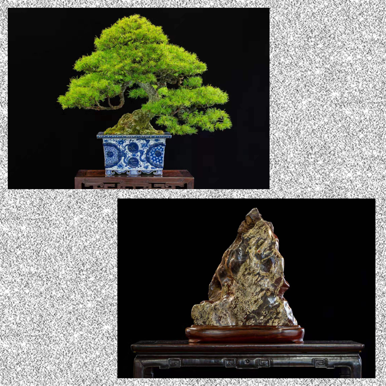 鈴木伸二氏・吉田茂旧蔵盆栽 国風展へ! : 雨竹 盆栽 水石 便り 鈴木伸二氏・吉田茂旧蔵盆栽 国風展へ! : 雨竹 盆栽 水石 便り