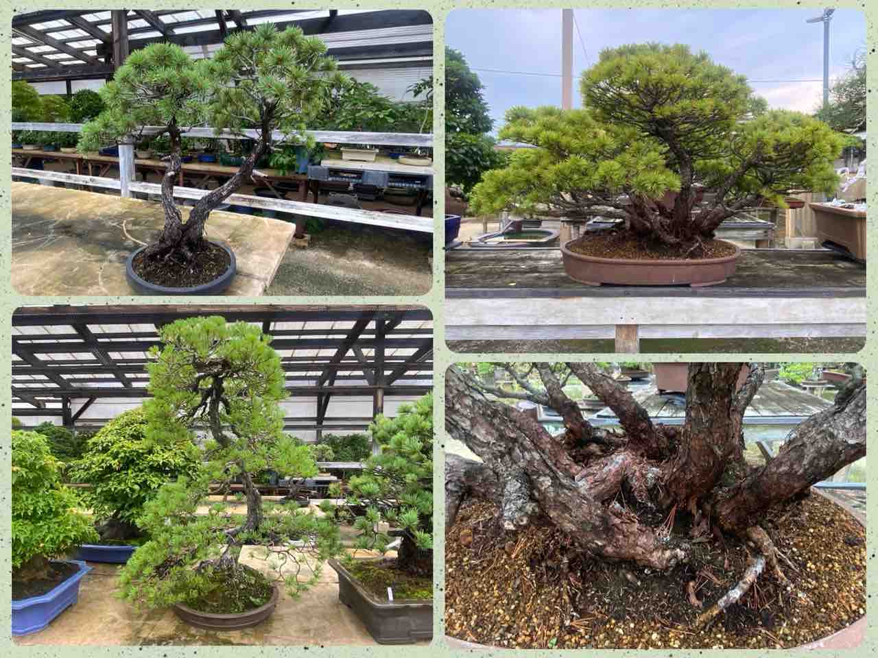 一位盆栽❗️根上がり❗️吹き流し❗️黒松五葉松真柏盆栽 一位盆栽❗️根上がり❗️吹き流し❗️黒松五葉松真柏盆栽