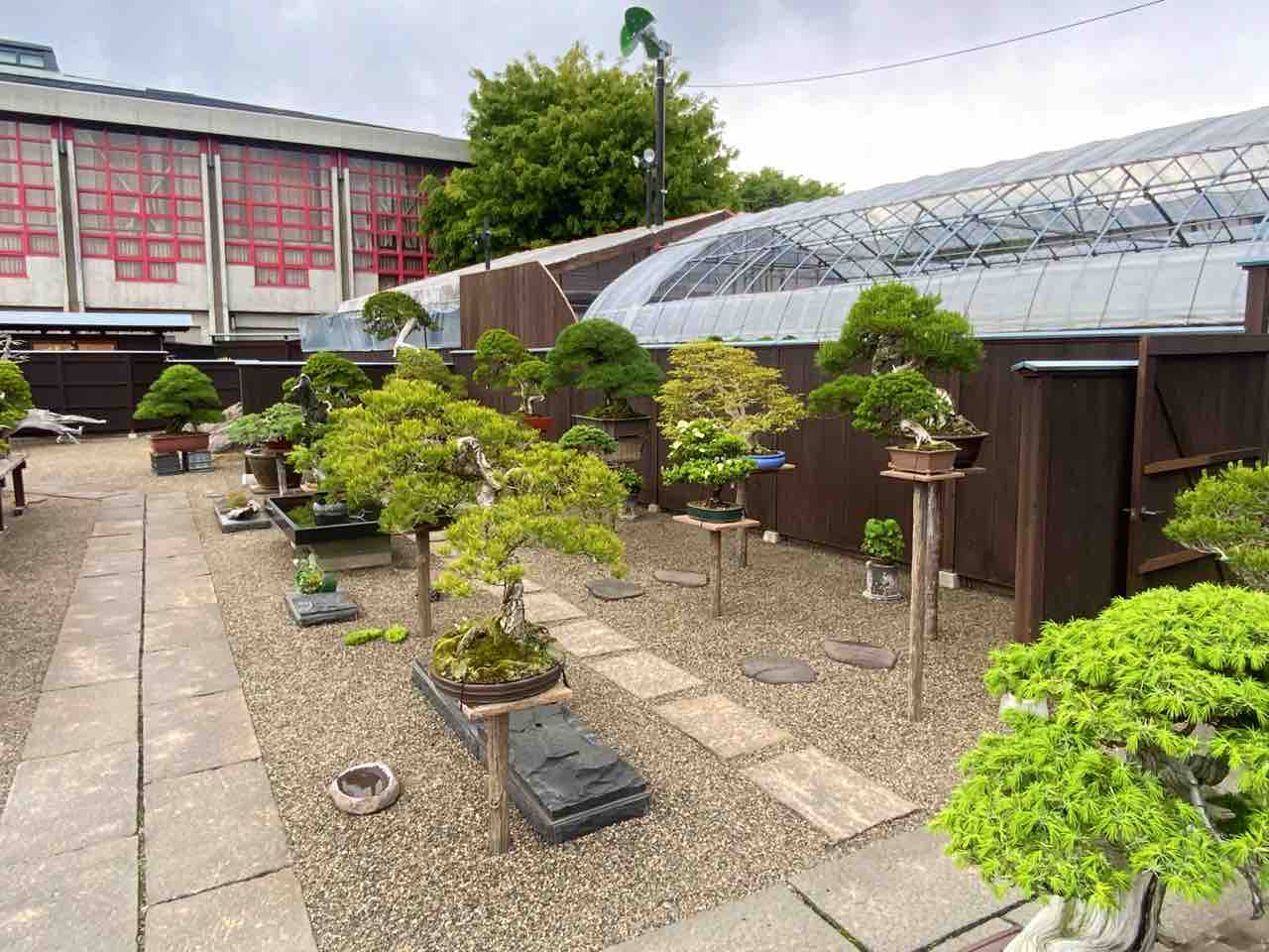 畏友・鈴木伸二邸 受け継がれる250年前よりの大盆栽！ : 雨竹 盆栽