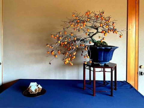 老爺柿・愛らしい実姿に魅せられて : 雨竹 盆栽 水石 便り