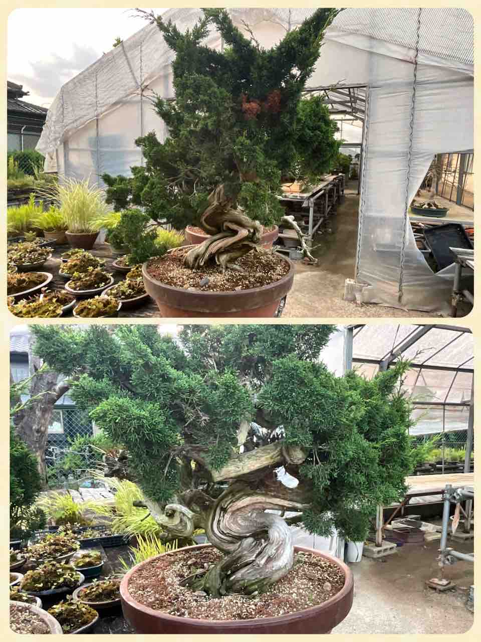 真柏素材！夢を求めて木村先生へ❗️ : 雨竹 盆栽 水石 便り