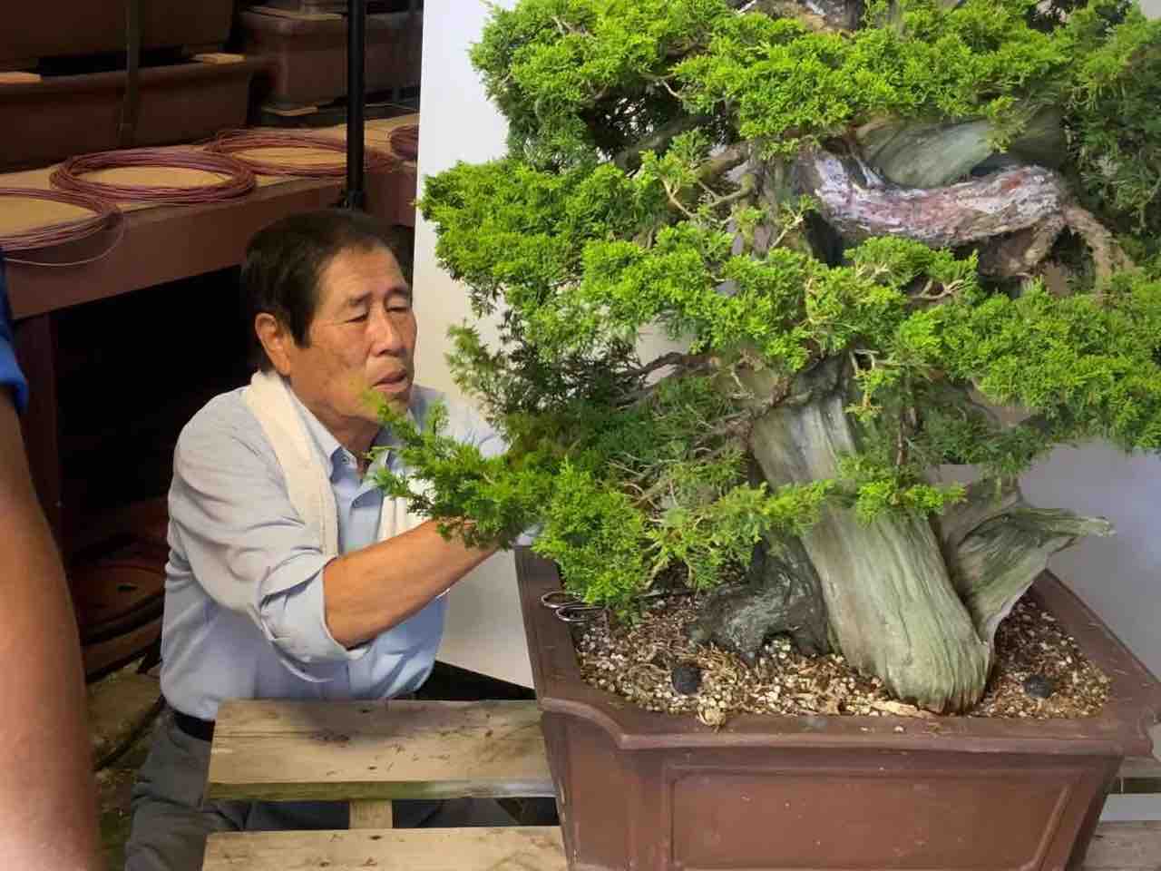 存在していた幻の山採り真柏群！ : 雨竹 盆栽 水石 便り
