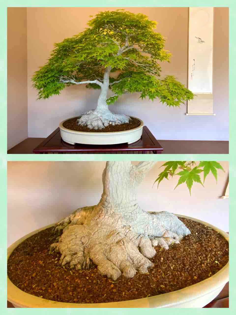 目に青葉・山ほととぎす・・“ 新緑の盆栽飾り！ : 雨竹 盆栽 水石 便り