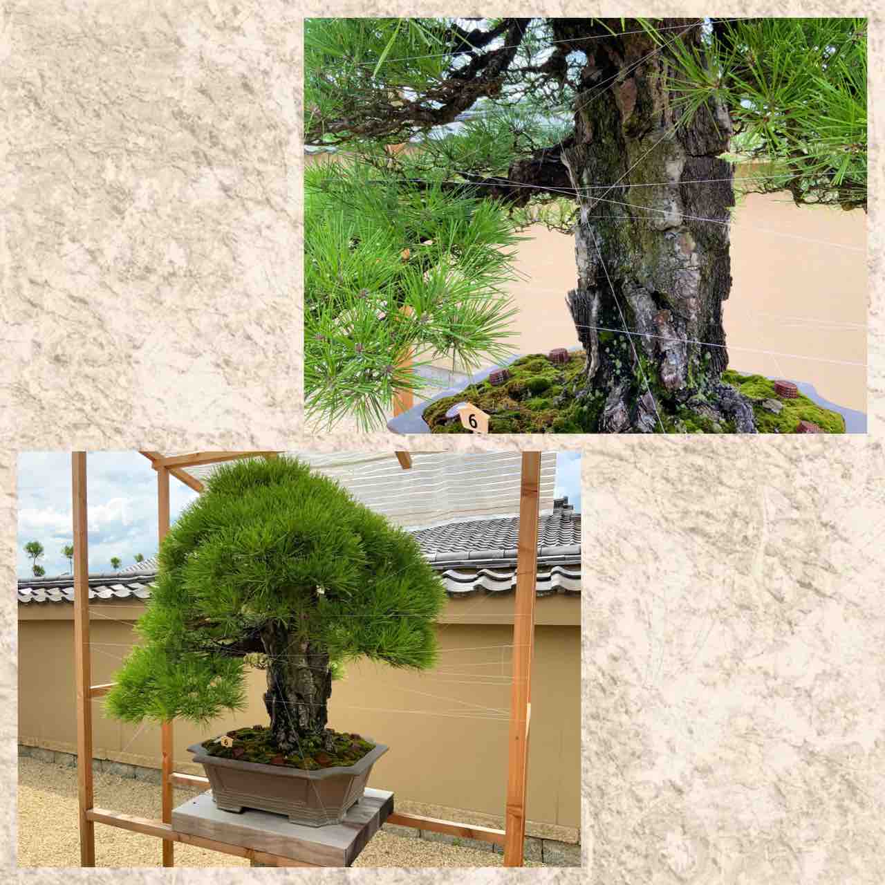 20 フラワー・ガーデニング 三河黒松 岩石性 荒肌 樹齢数百年