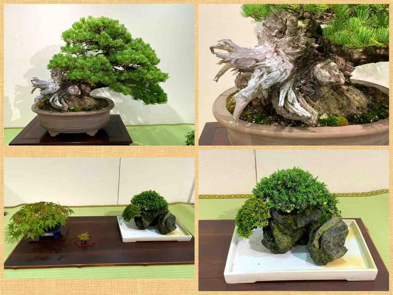 京都盆栽展地域の展示会の苦労💦 : 雨竹 盆栽 水石 便り