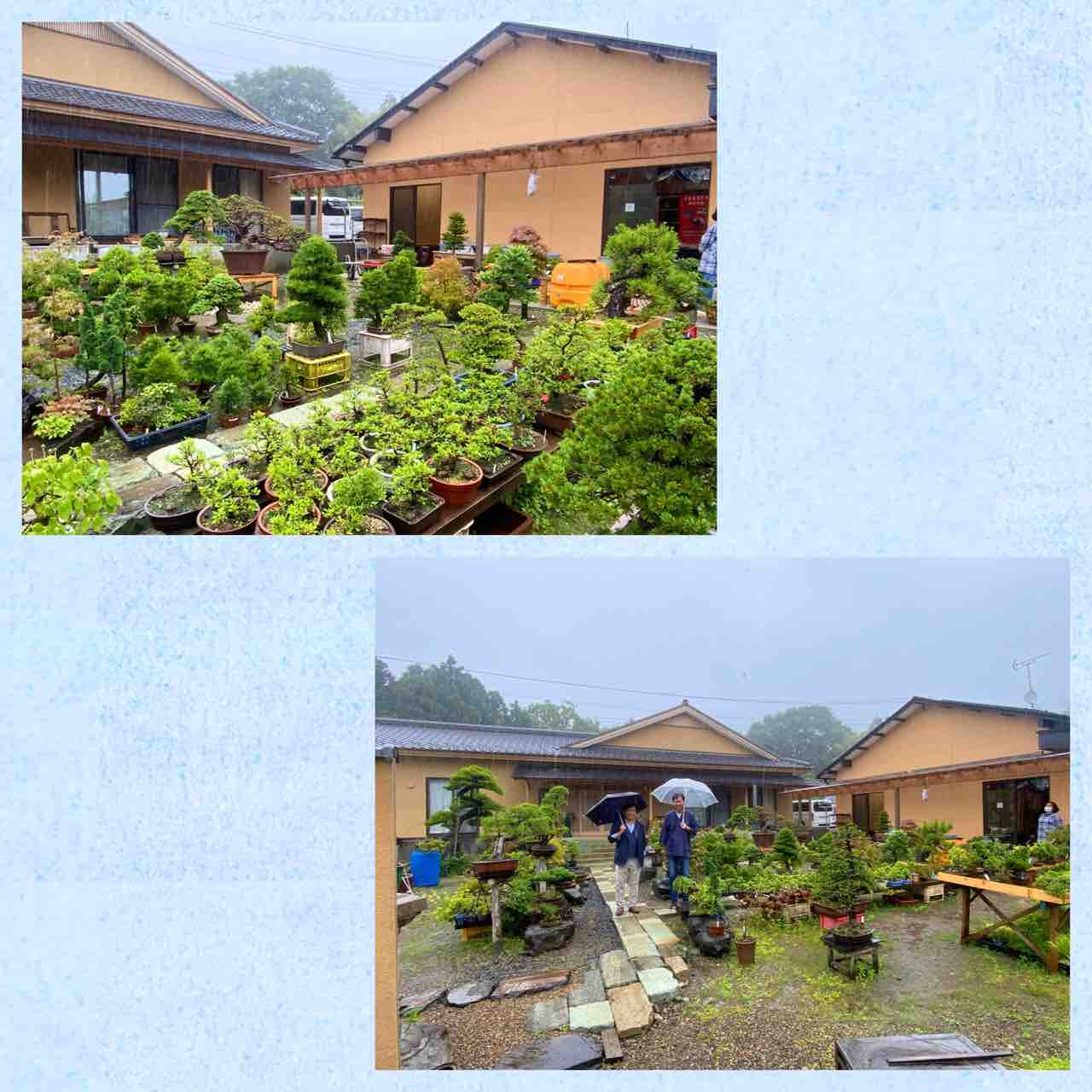 宮城県 松島 多賀城 仙台 盆栽の友達への旅 雨竹 盆栽 水石 便り