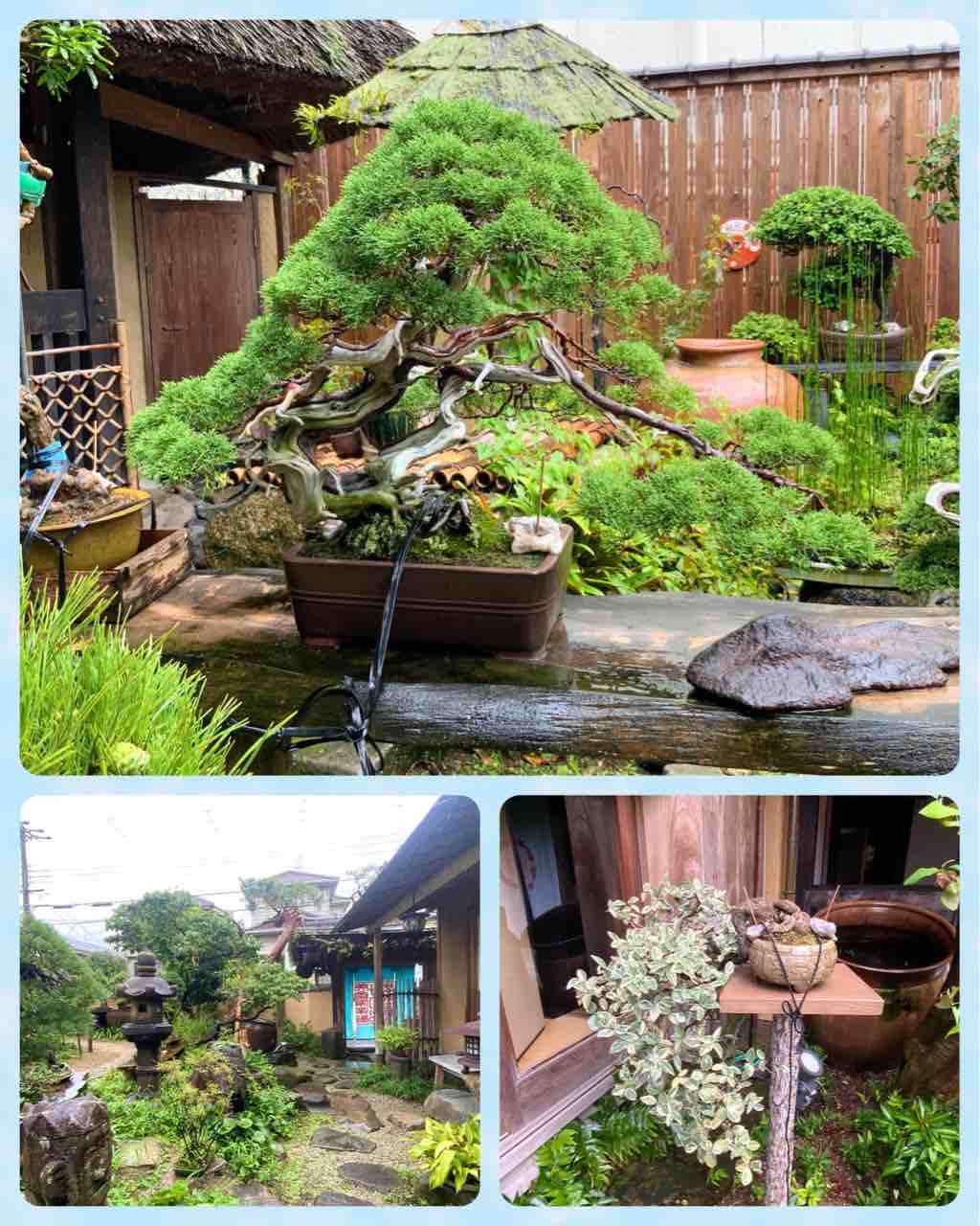 盆栽(割烹) 箕面市・みのお茶寮の盆栽クラブ