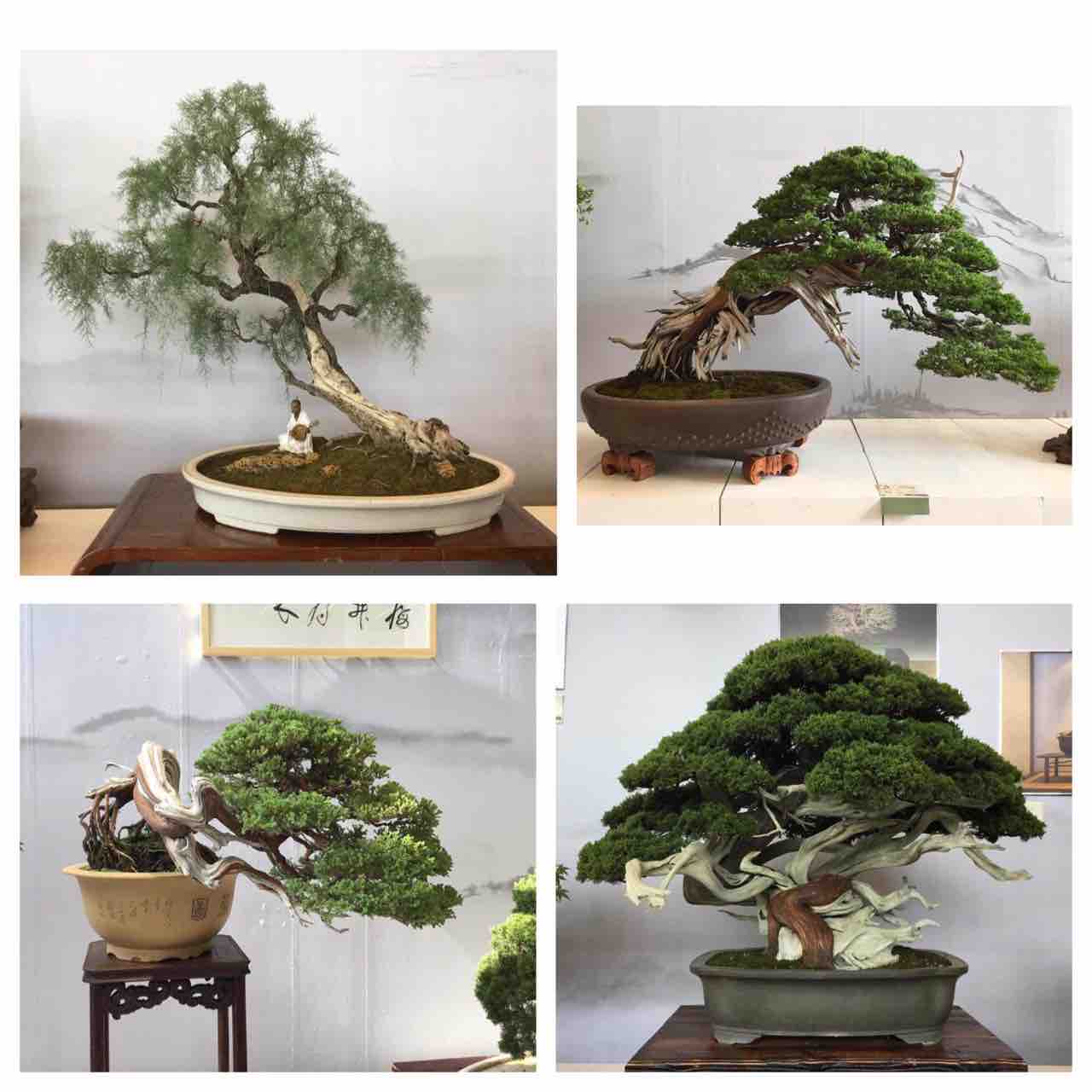 中国 北京世界園芸博覧会 雨竹 盆栽 水石 便り 中国 北京世界園芸博覧会 雨竹 盆栽 水石 便り