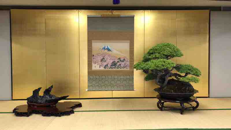 貴重盆栽・横山大観・沖波浦石 三位一体の飾り！ : 雨竹 盆栽