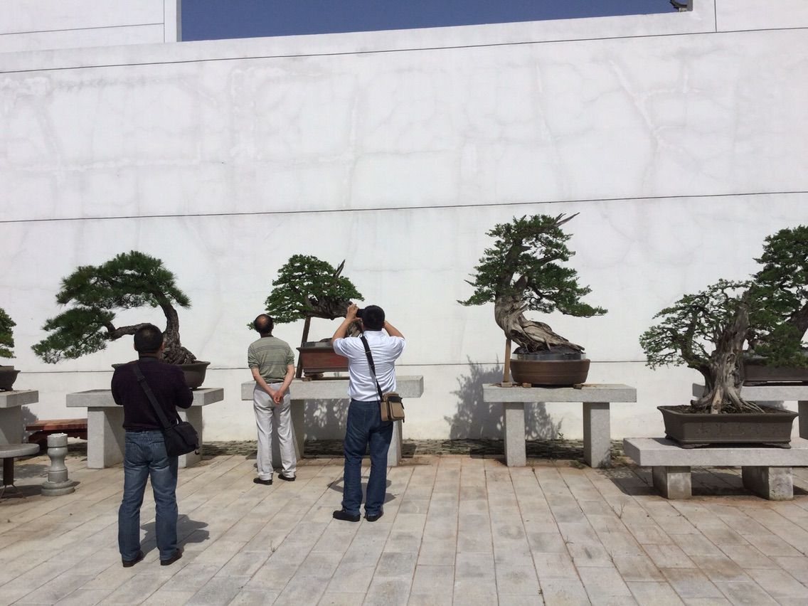 盆栽]真柏/コレはどこにいっても無いですよ。 真柏の基本