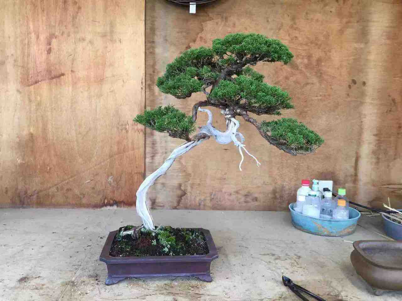 真柏　美株 天神・糸魚川真柏】 針金作業済み❗ #明樹園 #meijuen #k1441114 #真柏