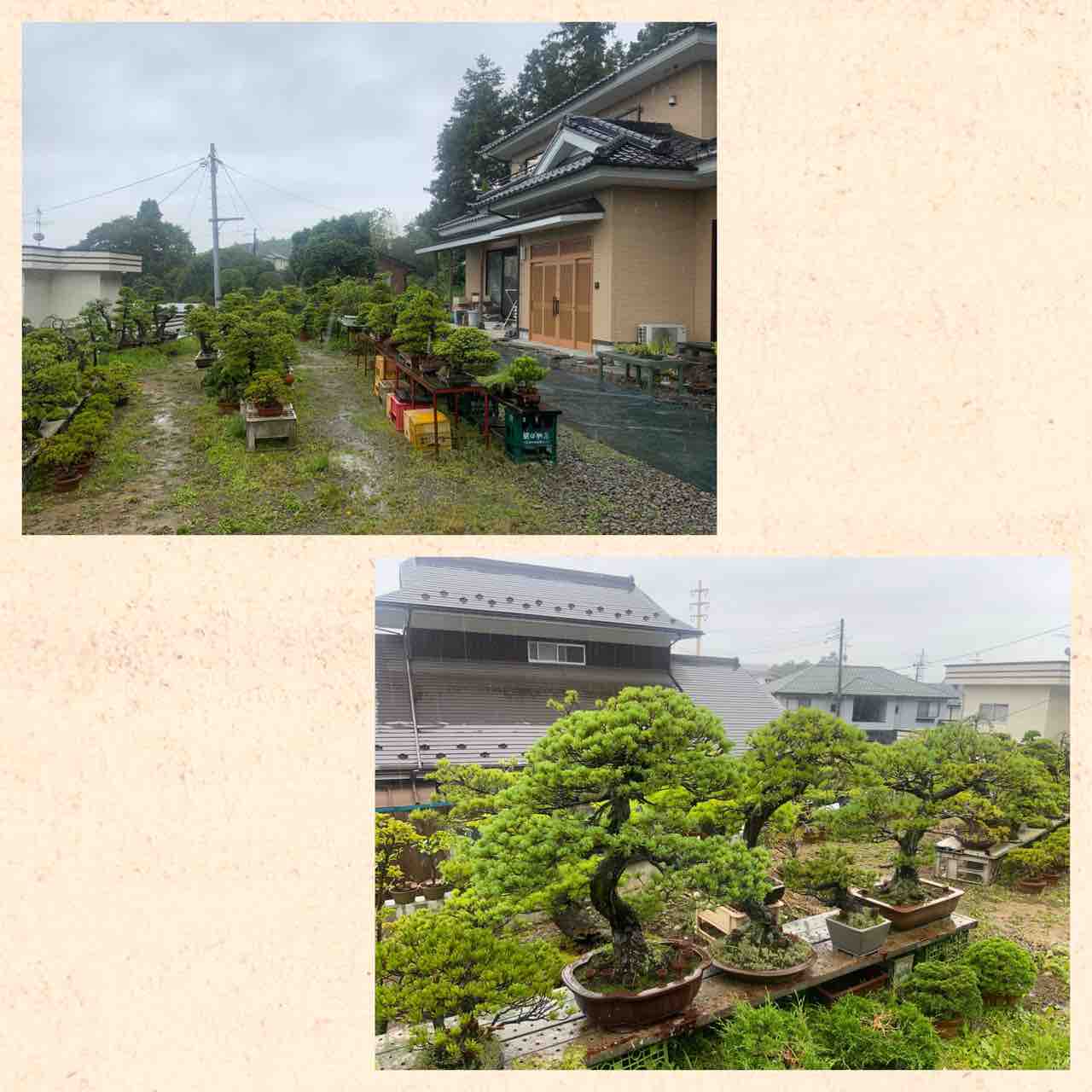 宮城県 松島 多賀城 仙台 盆栽の友達への旅 雨竹 盆栽 水石 便り