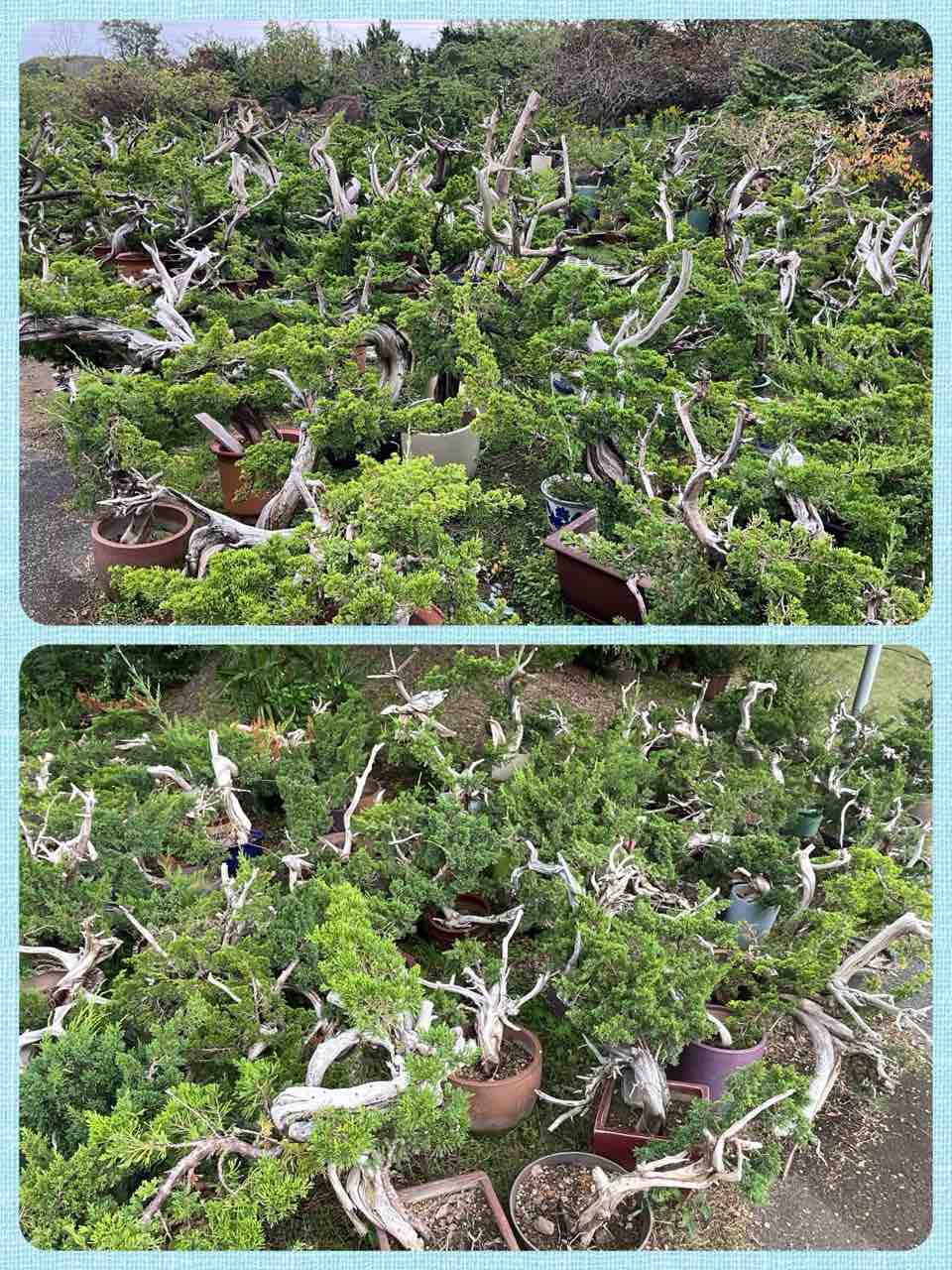 木村正彦先生と中国盆栽の旅！PART 5 : 雨竹 盆栽 水石 便り