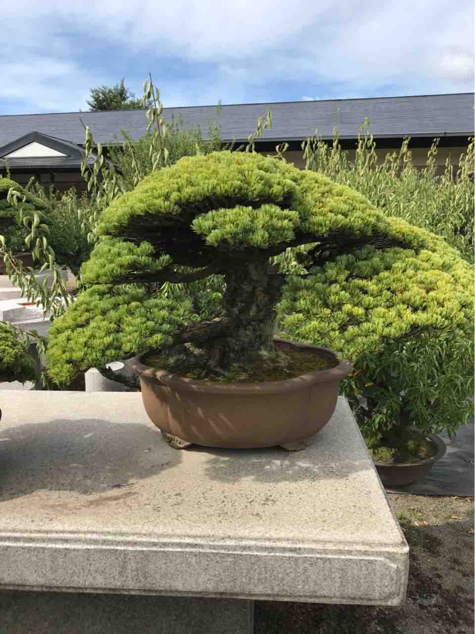 秘匿され続けた幻の五葉 : 雨竹 盆栽 水石 便り