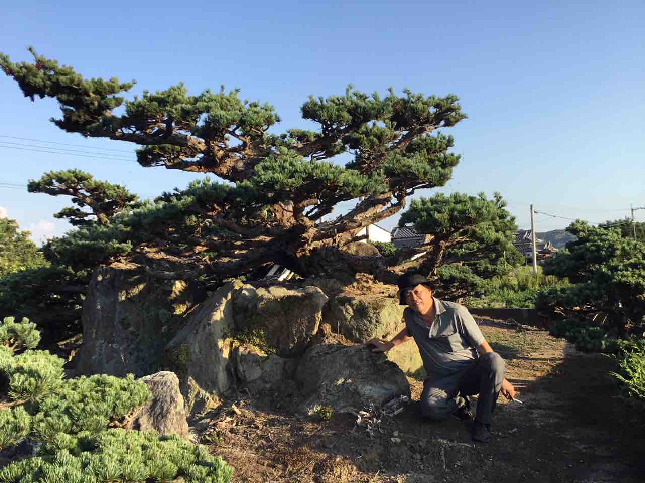 秘匿され続けた幻の五葉 : 雨竹 盆栽 水石 便り