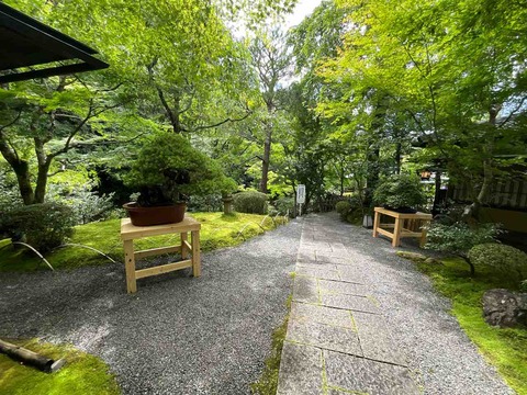 都の隠れ家」京都“わらびの里“ 財団盆栽展示❗️ : 雨竹 盆栽 水石 便り