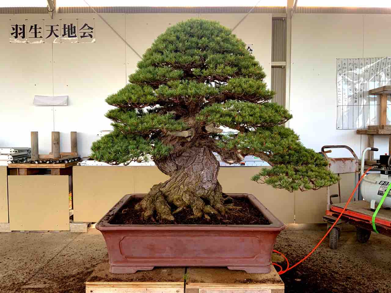 樹の“目詰まり“を解消！ : 雨竹 盆栽 水石 便り