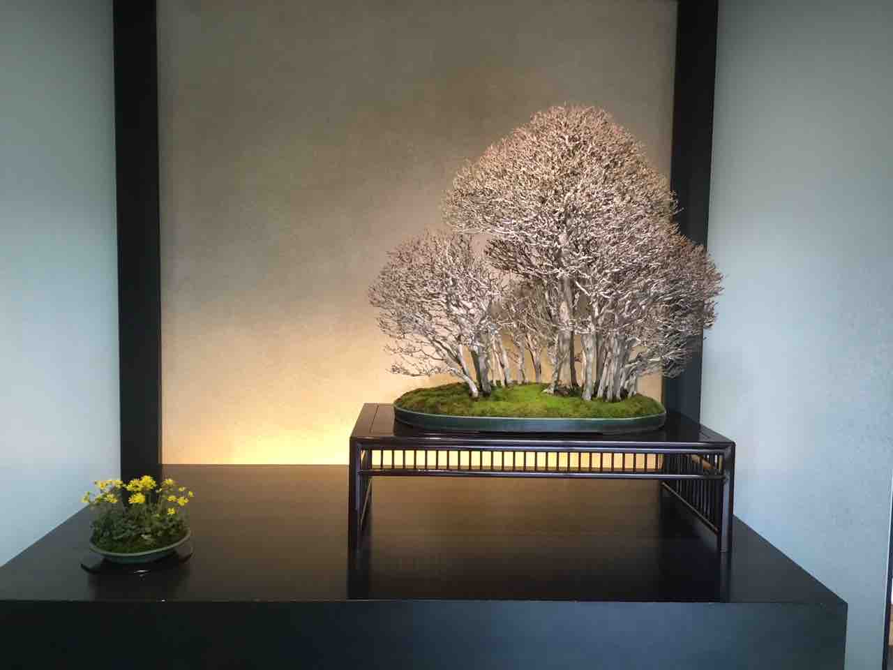 大宮盆栽美術館「竹山 浩」個展！ : 雨竹 盆栽 水石 便り