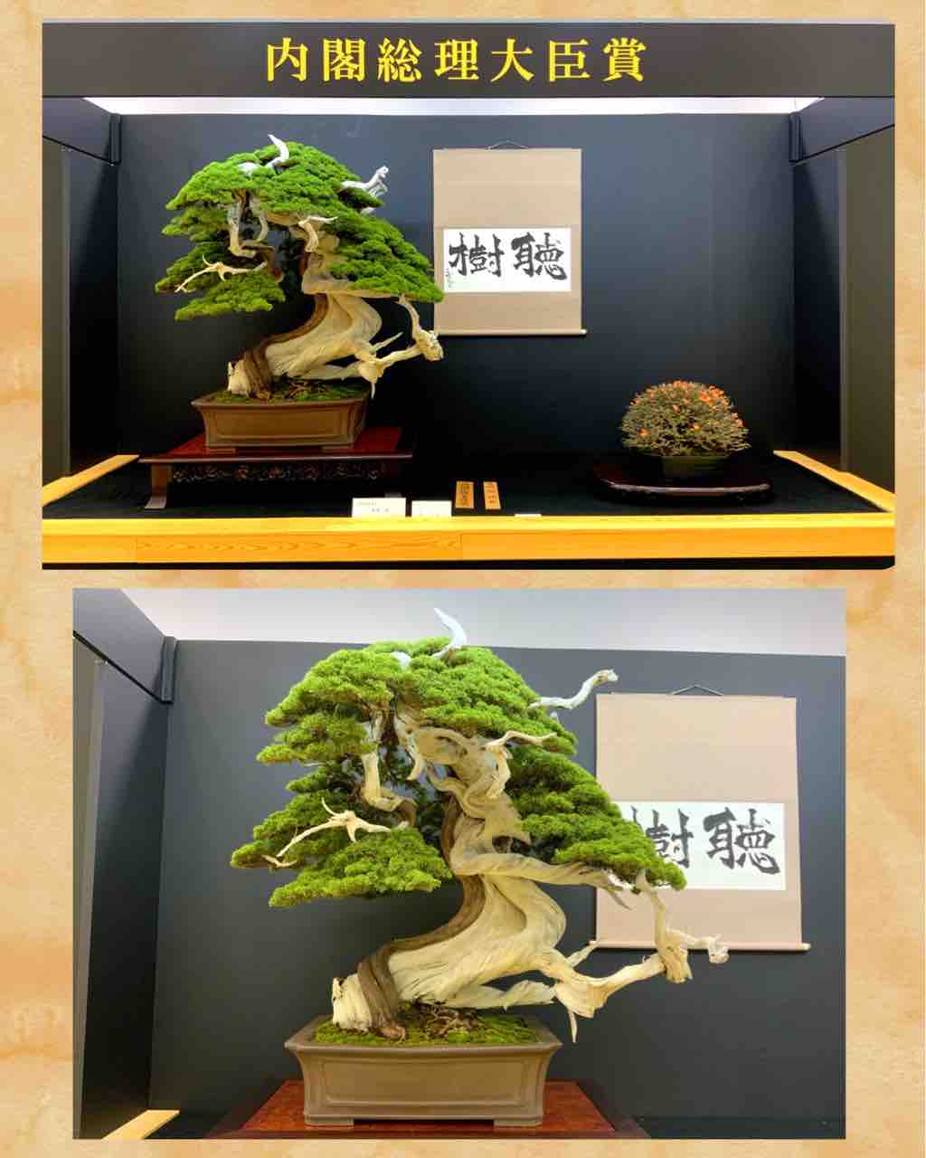 第41回『日本盆栽大観展』 – 現代盆栽 Gendaibonsai