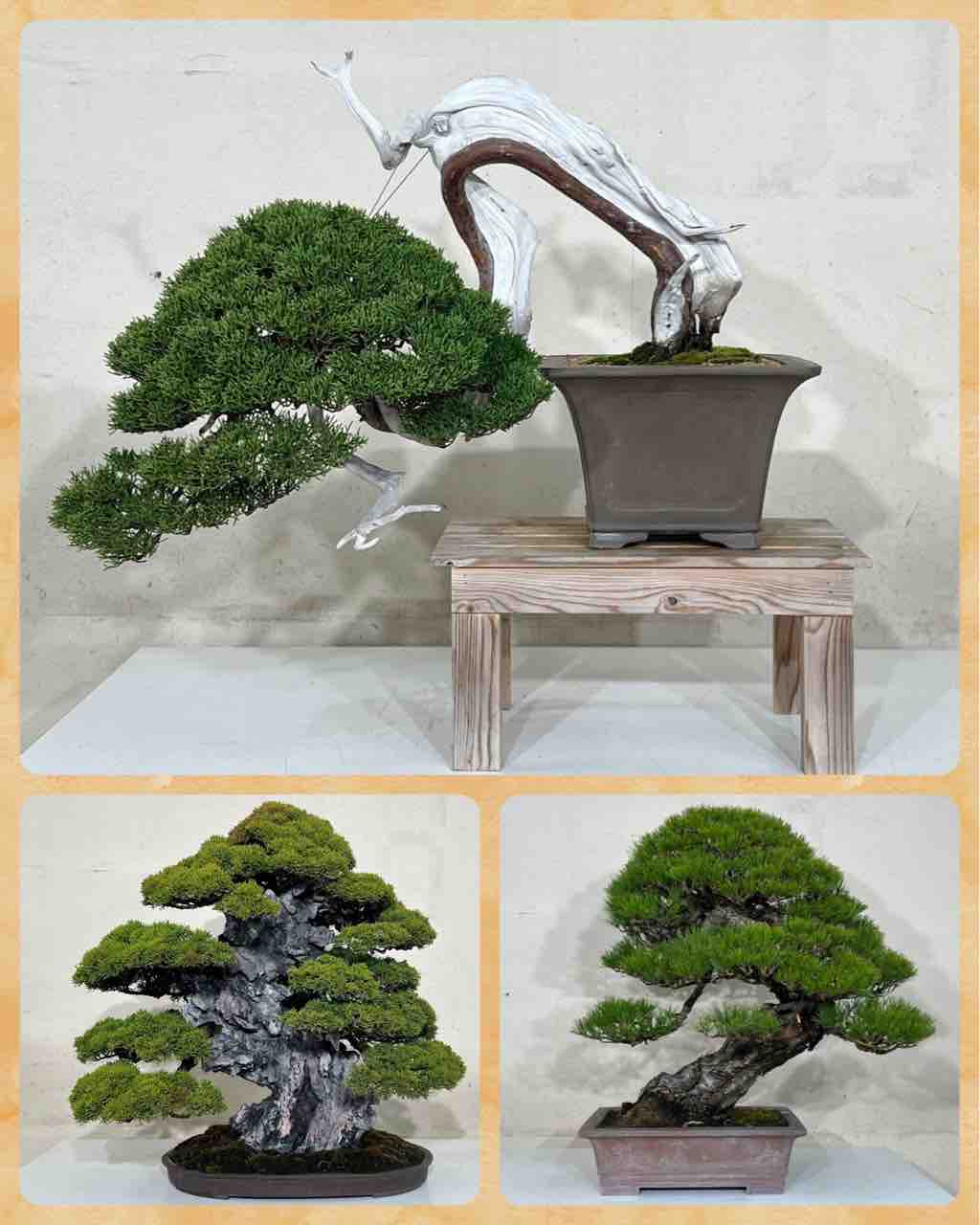 盆栽界初❗️ウクライナチャリティーオークション‼️ : 雨竹 盆栽 水石