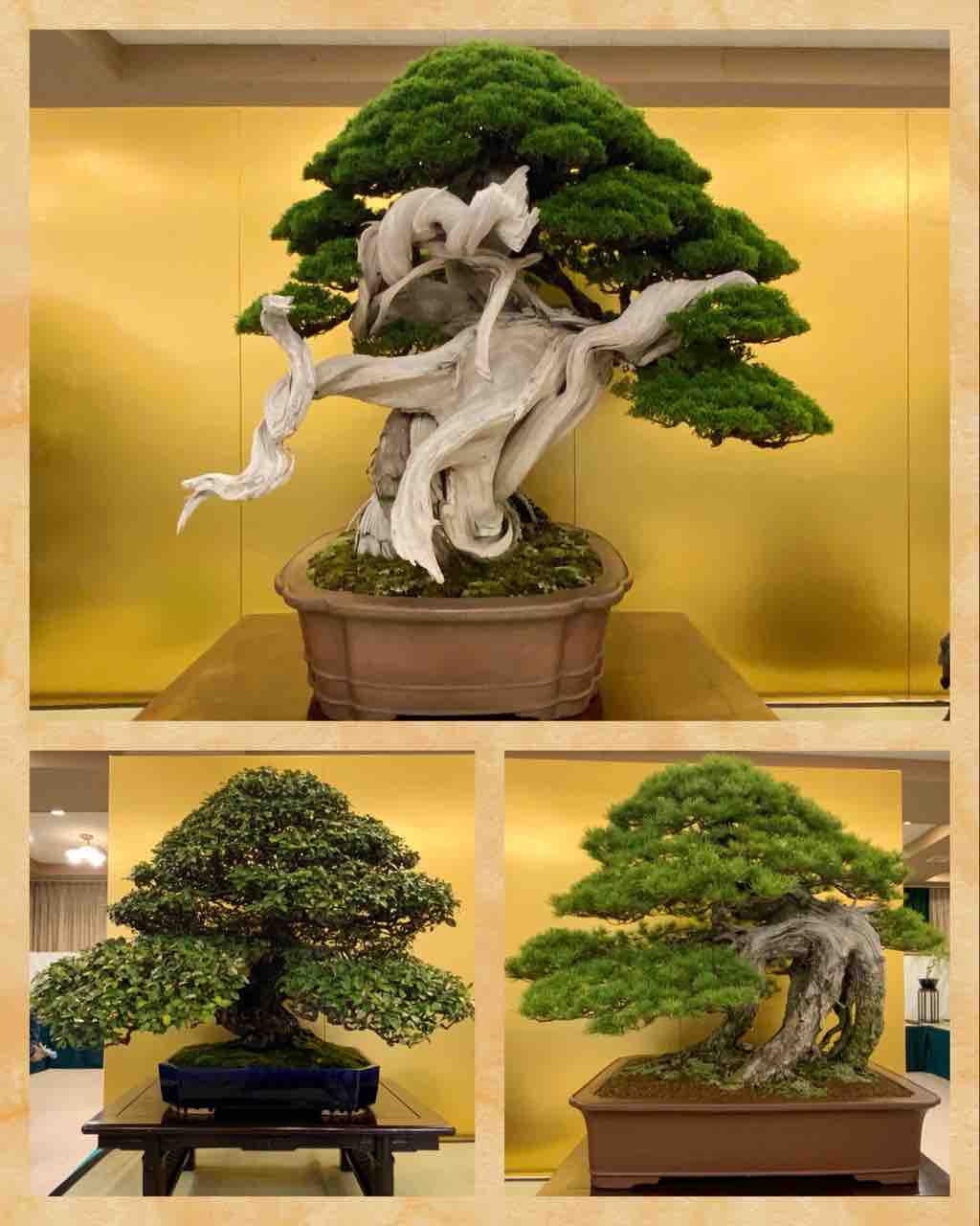 内閣総理大臣賞の真柏❗️ : 雨竹 盆栽 水石 便り