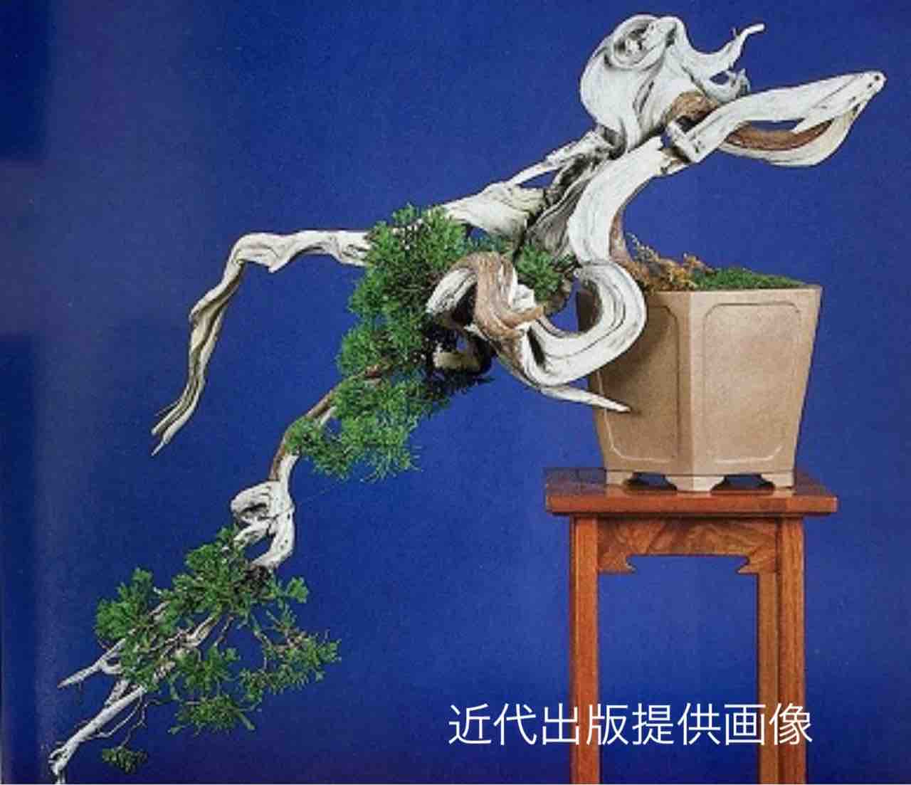 真柏 創作盆栽（貴風 創作 真柏盆栽】 ⭕究極のTANUKI創り