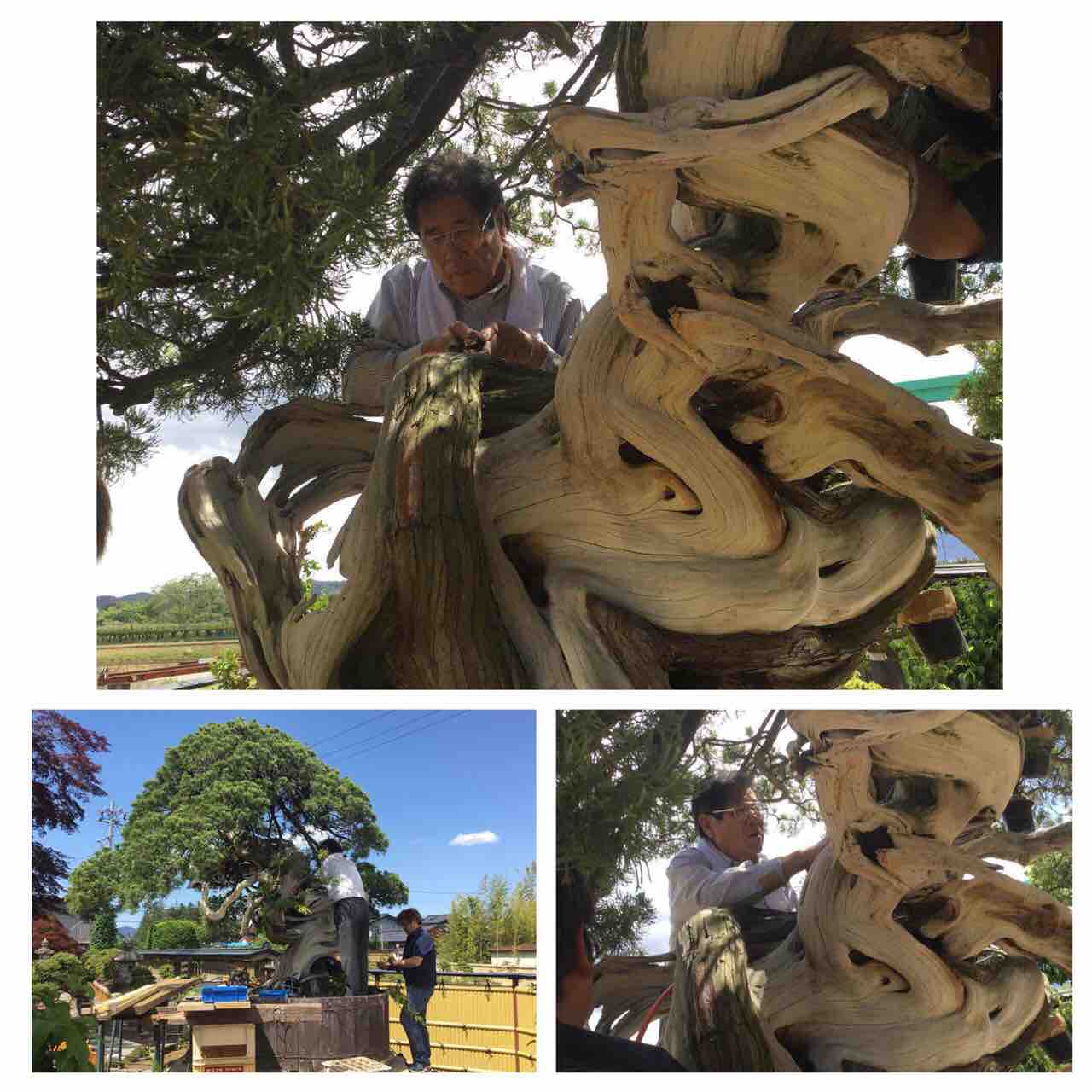 樹齢1000年の真柏 : 雨竹 盆栽 水石 便り