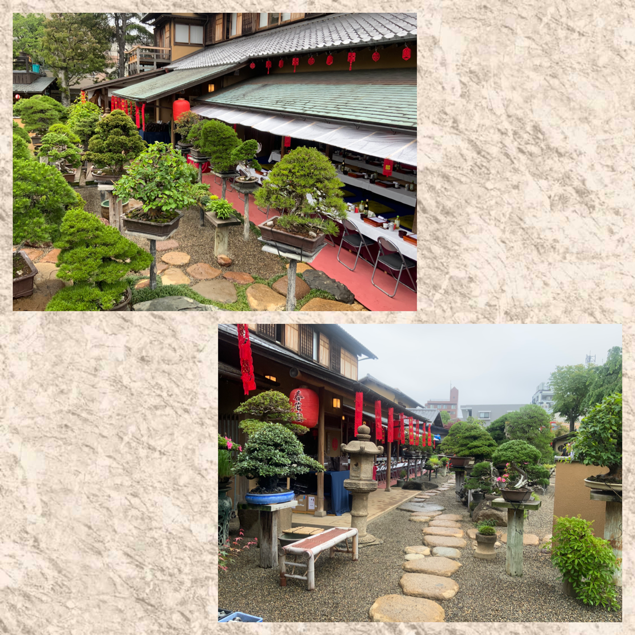 春花園盆栽美術館 館長 神君盆栽庭園での結婚式 雨竹 盆栽 水石 便り 春花園盆栽美術館 館長 神君盆栽庭園での結婚式 雨竹 盆栽 水石 便り