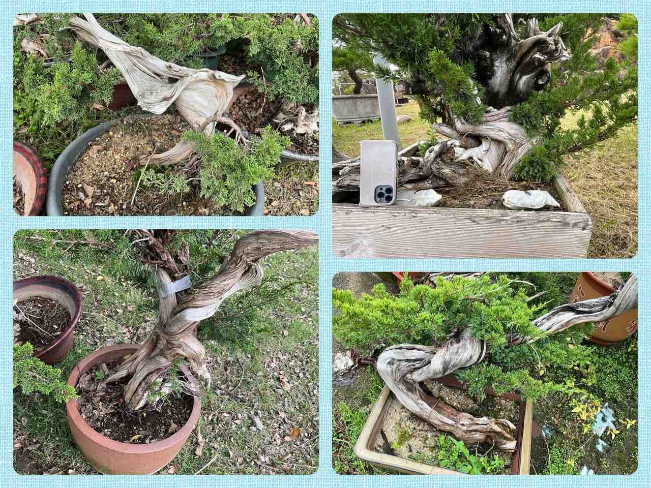 木村正彦先生と中国盆栽の旅！PART 5 : 雨竹 盆栽 水石 便り