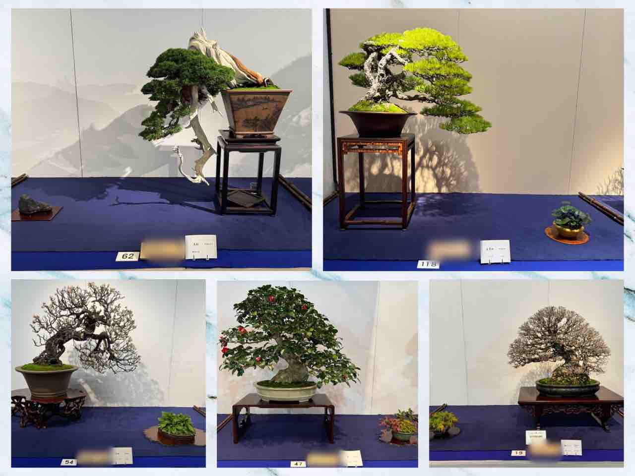 C-52】 国風盆栽展 19冊 まとめて 第76回~第95回(第79回抜け C-52】 国風盆栽展 19冊 まとめて 第76回~第95回(第79回抜け